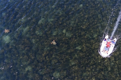 Ο Αρχέλων κατέγραψε με drone τις θαλάσσιες χελώνες στον Αμβρακικό και οι λήψεις είναι εντυπωσιακές!