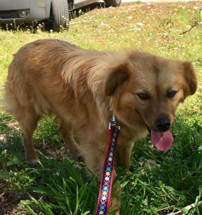 Βρέθηκε σκύλος στην Πρέβεζα-Αναζητείται ο ιδιοκτήτης