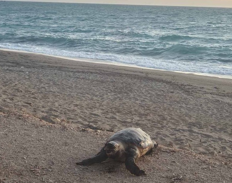 63876e08 28cc 47c7 be38 aff6e2ed2e11