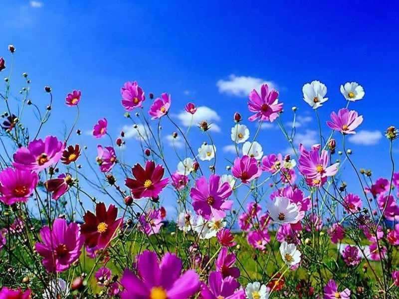 flowers