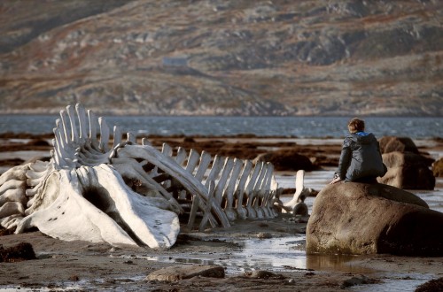 756605 leviathan-2014-001-whale-skeleton-on-beach_0