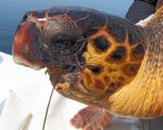 Απίστευτη ιστορία επιβίωσης: Mια caretta caretta επιβιώνει στον Αμβρακικό χωρίς κάτω γνάθο για τουλάχιστον 6 χρόνια