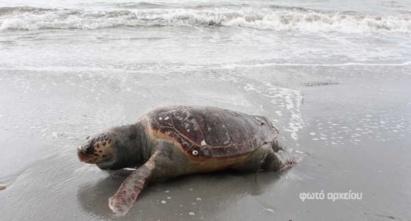 Μια ακόμη νεκρή θαλάσσια χελώνα στην Πρέβεζα