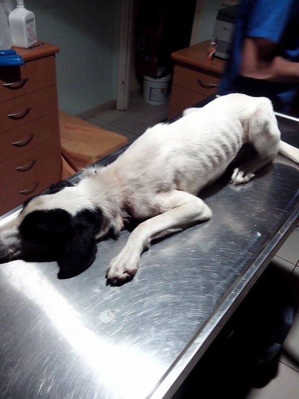 Περιστατικό κακοποίησης σκύλου στο Καναλάκι