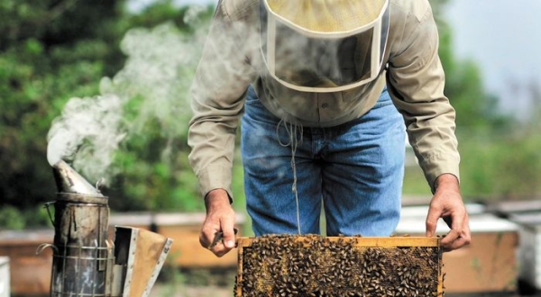 Νομαδική μελισσοκομία: Έως 30 Ιουνίου οι αιτήσεις για οικονομική στήριξη