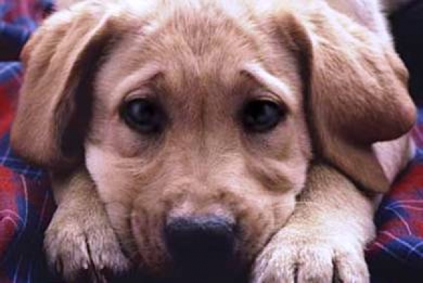 Ασυνείδητοι προσπαθούν να δηλητηριάσουν σκυλιά στην Αγία Κυριακή Πάργας