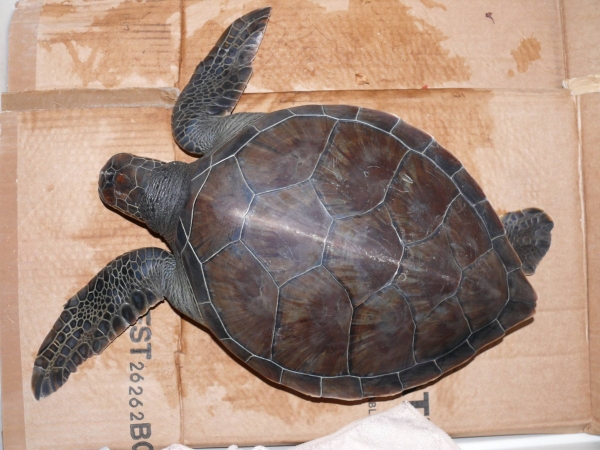 Θαλάσσια χελώνα με σπασμένο το κρανίο και την άνω γνάθο εντοπίστηκε στο Άκτιο