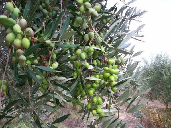Αιτήσεις μέχρι 30 Ιουνίου για δύο θέσεις γεωπόνων στο πρόγραμμα Δακοκτονίας της Π.Ε. Πρέβεζας