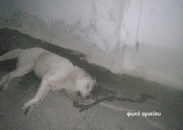 Μήνυση κατ΄αγνώστων από τον αντιδήμαρχο ΔΕ Λούρου, για τις δηλητηριάσεις σκύλων σε Λούρο και Ωρωπό
