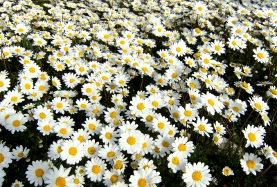 Αναβιώνουν τα ανθεστήρια στην Πρέβεζα την πρωτομαγιά από το Καρναβαλικό Κομιτάτο