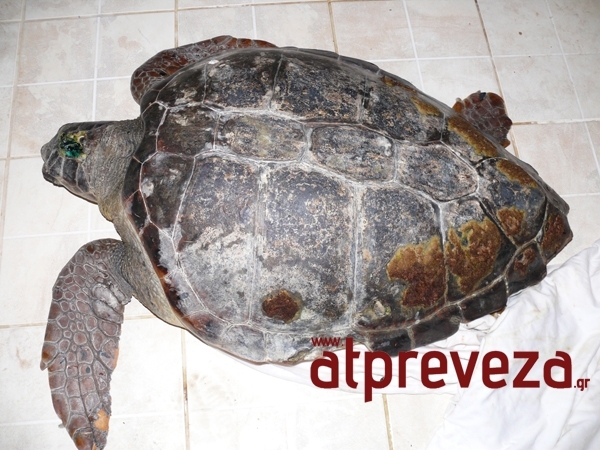 Κι άλλη νεκρή χελώνα καρέτα-καρέτα στην Πρέβεζα