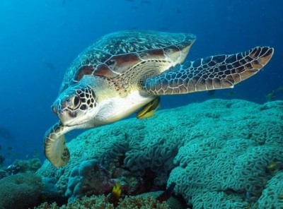 Ασυνείδητοι αποκεφαλίζουν τις θαλάσσιες χελώνες στον Αμβρακικό!