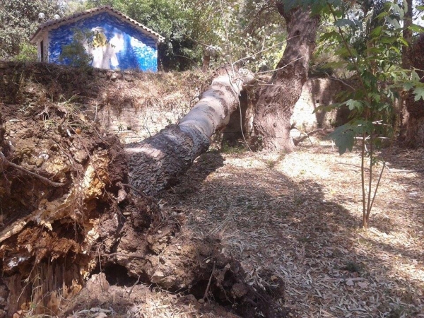 Πτώση δέντρου στην Κυανή Ακτή (pics)