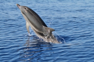 Εντυπωσιακές εικόνες από τα δελφίνια του Αμβρακικού (photo)