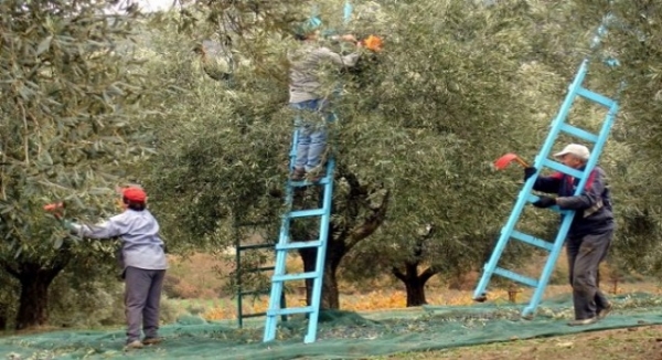 Σε ιδιώτη εργολάβο το πρόγραμμα δακοκτονίας – Εκφράζονται ερωτηματικά για τη στάση της Π.Ε. Πρέβεζας