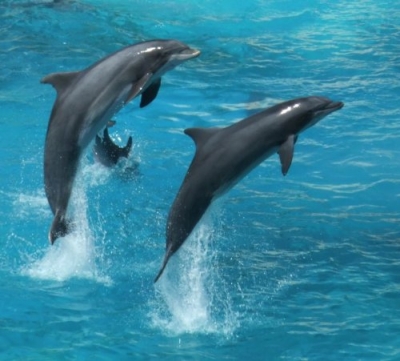 «Τα Δελφίνια του Ιονίου ζητούν τη βοήθειά μας» (Της Μαριάννας Τσάτσου)