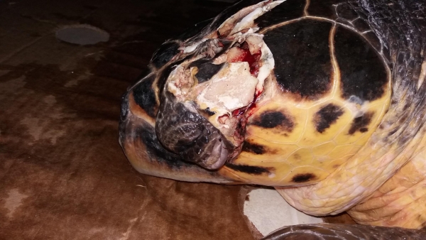 Σε σοβαρή κατάσταση νοσηλεύεται  στον ΑΡΧΕΛΩΝ η τραυματισμένη χελώνα που εντοπίστηκε στο Άκτιο