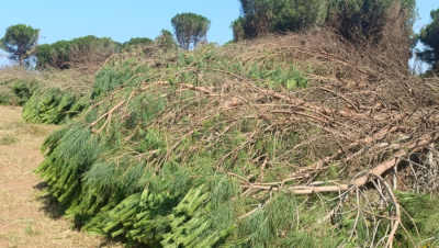 Πολιτιστικός Σύλλογος “Παντοκράτορας”: "Δεν θα επιτρέψουμε άλλη αποψίλωση στο δάσος της Παργινόσκαλας"