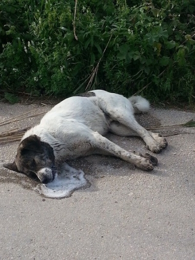 Ντροπή τους! – Τέσσερα σκυλάκια δηλητηριάστηκαν σε μία ημέρα στην Πρέβεζα