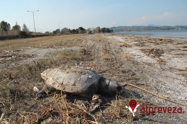 Δυο νεκρές χελώνες Caretta Caretta σε παραλίες της Πρέβεζας