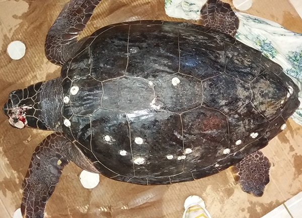 Θαλάσσια χελώνα άγρια σφυροκοπημένη στο κεφάλι εντοπίστηκε στο Άκτιο