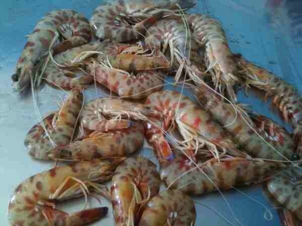 Ψάρευαν παράνομα γαρίδες στον Αμβρακικό-Το Λιμενικό συνεχίζει τους εντατικούς ελέγχους 
