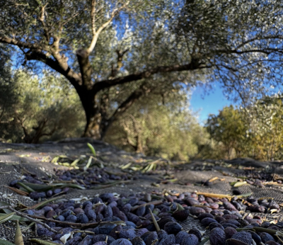 Στις 6 Ιουλίου ξεκινά ο 1ος ψεκασμός του προγράμματος Δακοκτονίας στην Π.Ε. Πρέβεζας