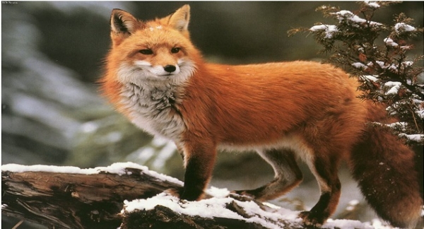 Ολοκληρώνεται σταδιακά το πρόγραµµα εµβολιασµού των κόκκινων αλεπούδων – Θα θανατωθεί ένας αριθμός από αυτές