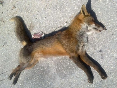 Νεκρό αλεπουδάκι στην Πρέβεζα