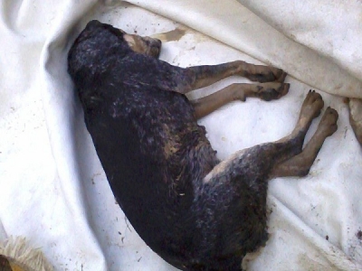 Ακόμη ένας νεκρός σκύλος από δηλητηρίαση στην Πρέβεζα
