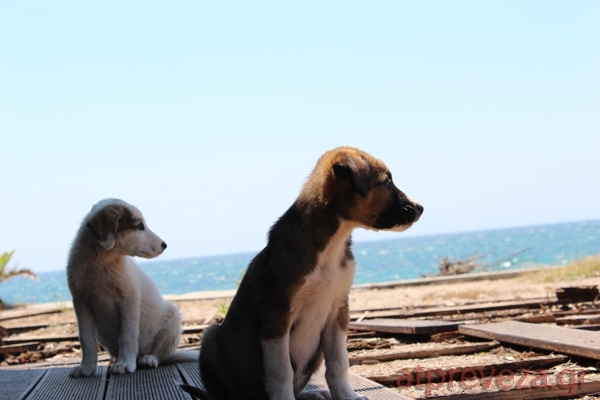 Ασυνείδητοι επιχείρησαν να δηλητηριάσουν σκυλιά στο Καταφύγιο στους Λάκκους Νεοχωρίου Πρέβεζας