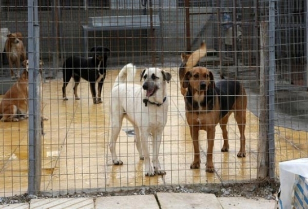 Σύλλογος Νεοχωρίου: «Να απομακρυνθεί άμεσα το καταφύγιο αδέσποτων ζώων» - Εξετάζει προσφυγή στο Γενικό Επιθεωρητή Δημόσιας Διοίκησης