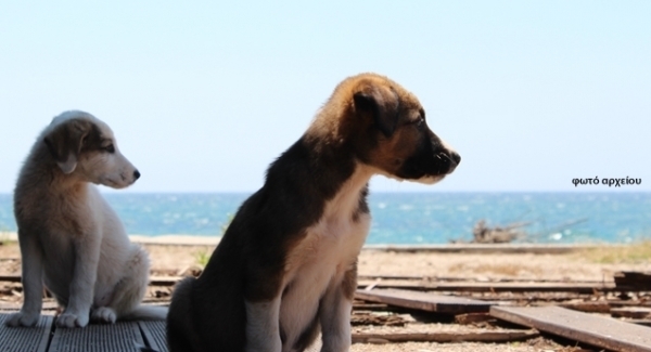 Σε εμβολιασμό και σήμανση των αδέσποτων σκύλων θα προχωρήσει ο Δήμος Πρέβεζας