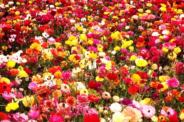 1η γιορτή λουλουδιών από το Καρναβαλικό Κομιτάτο Πρέβεζας