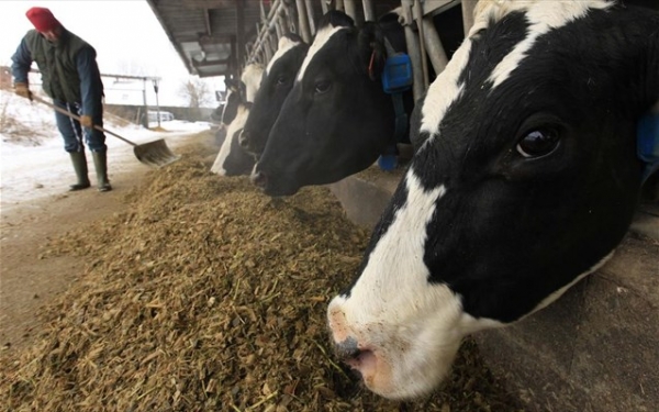 Υπέρογκα ποσά διαμαρτύρονται πως δίνουν για το ΟΣΔΕ οι αγελαδοτρόφοι Άρτας-Πρέβεζας