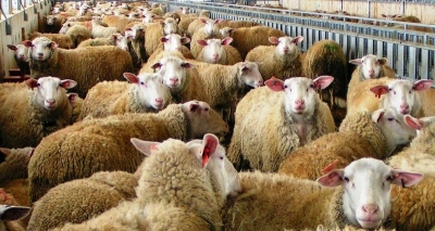 Άμεσα προληπτικά μέτρα για τον καταρροϊκό πυρετό καλούνται να λάβουν οι κτηνοτρόφοι της Ηπείρου
