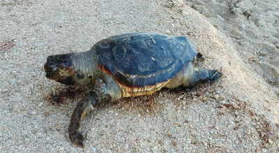 Νεκρή θαλάσσια χελώνα στην παραλία του Μονολιθίου