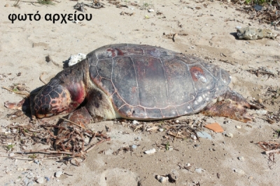  Νεκρή χελώνα Καρέτα-Καρέτα στον Παντοκράτορα Πρέβεζας