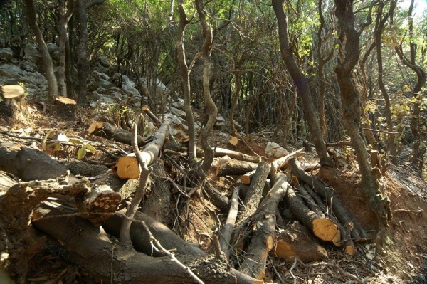 Τόνοι ξύλων έχουν κοπεί παρανόμως στην Ήπειρο
