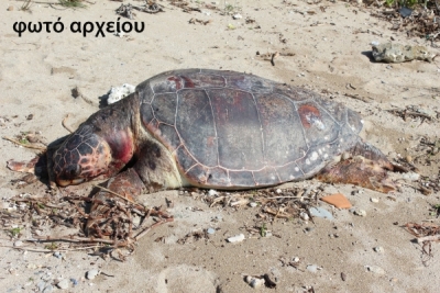 Νεκρή θαλάσσια χελώνα στο λιμάνι της Πρέβεζας