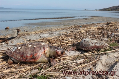 Στο επίκεντρο η προστασία της θαλάσσιας χελώνας σε Αμβρακικό και Μεσολόγγι