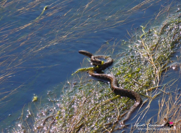 Το φίδι στο ποτάμι… (by Giota Hahouli)