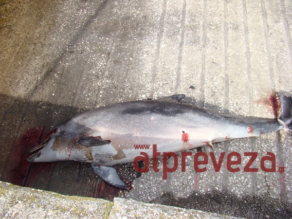 Νεκρό δελφίνι στο Λιμάνι της Πρέβεζας