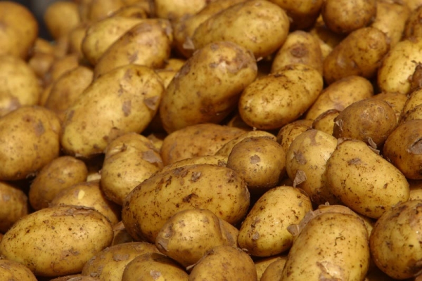Πρέβεζα: Κατασχέθηκε μισός τόνος πατάτες 