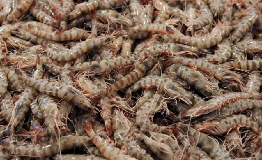Συντονισμένη επιχείρηση του Λιμεναρχείου Πρέβεζας κατά της παράνομης αλιείας γαρίδας στον Αμβρακικό