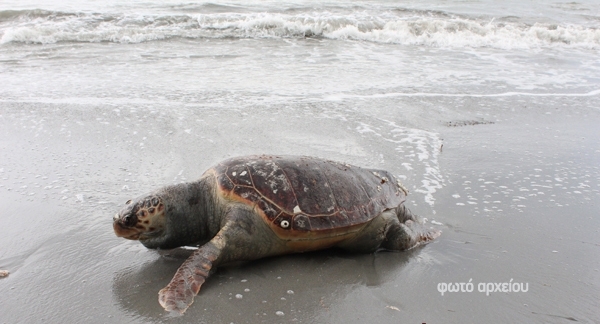 Μια ακόμη νεκρή θαλάσσια χελώνα στην Πρέβεζα!