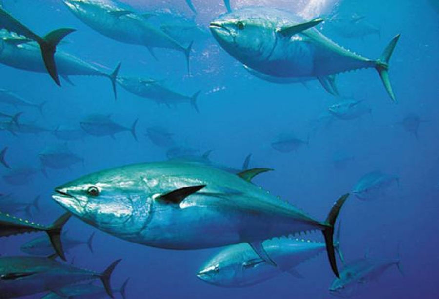 Διακόπτεται η διενέργεια αλιείας και εκφόρτωσης τόνου με τα αλιευτικά εργαλεία LLD και LHM