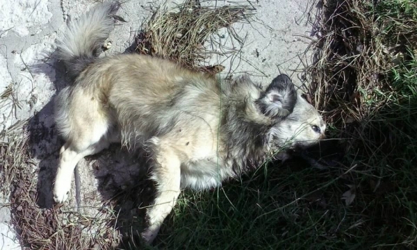 12 νεκροί σκύλοι από φόλα στην Καστροσυκιά - Καταγγελία από την «Παρέμβαση για τα ζώα»