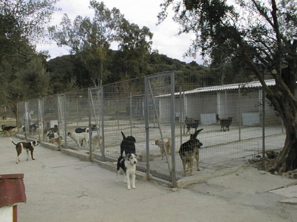 Σε κατασκευή καταφυγίων για ανεπιτήρητα ζώα σε δύο χώρους προχωρά ο Δήμος Ζηρού
