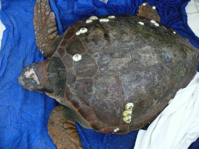 Νέα τραυματισμένη θαλάσσια χελώνα από σφυροκόπημα στο κεφάλι!